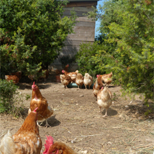 Poules-heureuses
